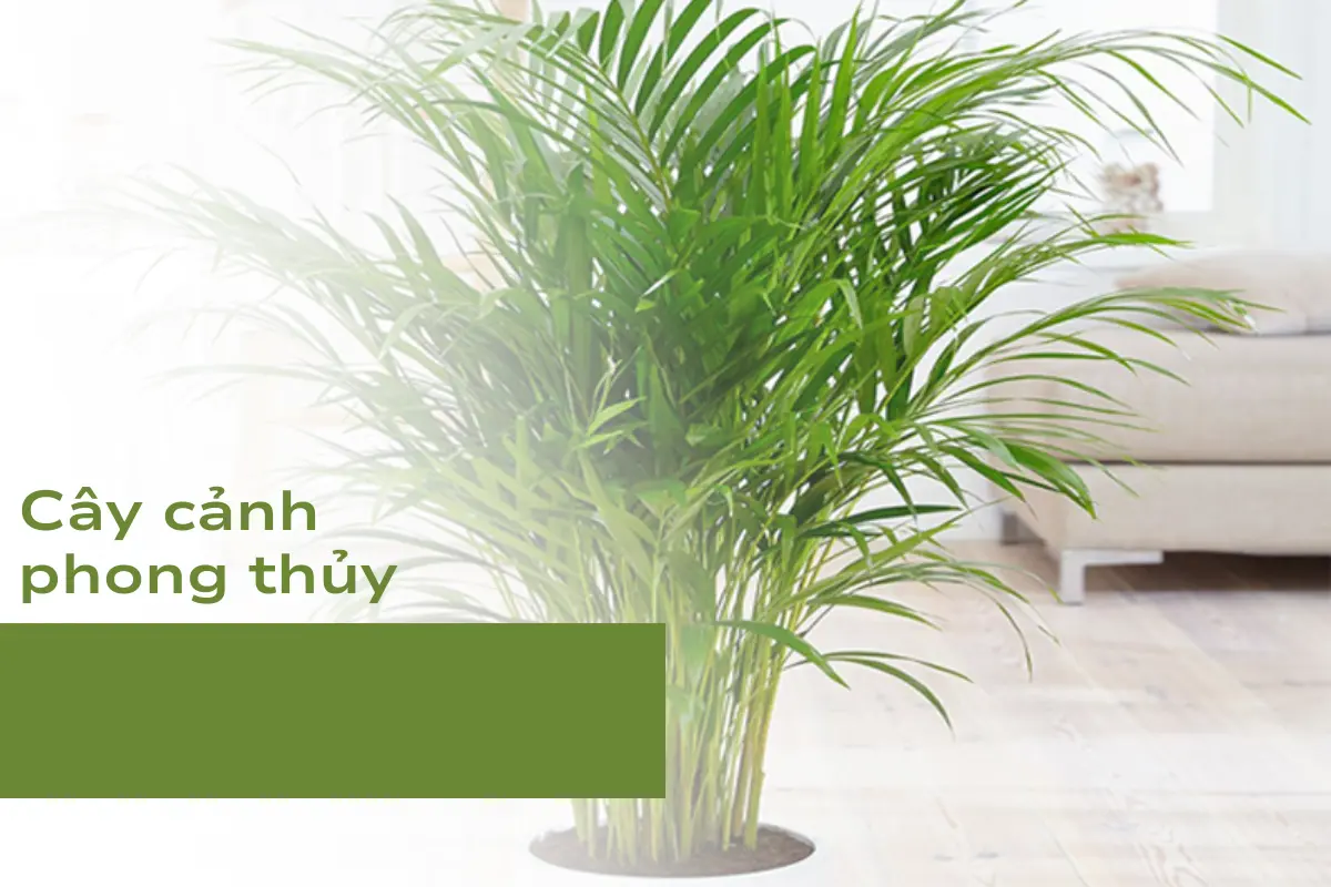 Xu hướng chơi cây cảnh có ý nghĩa phong thủy
