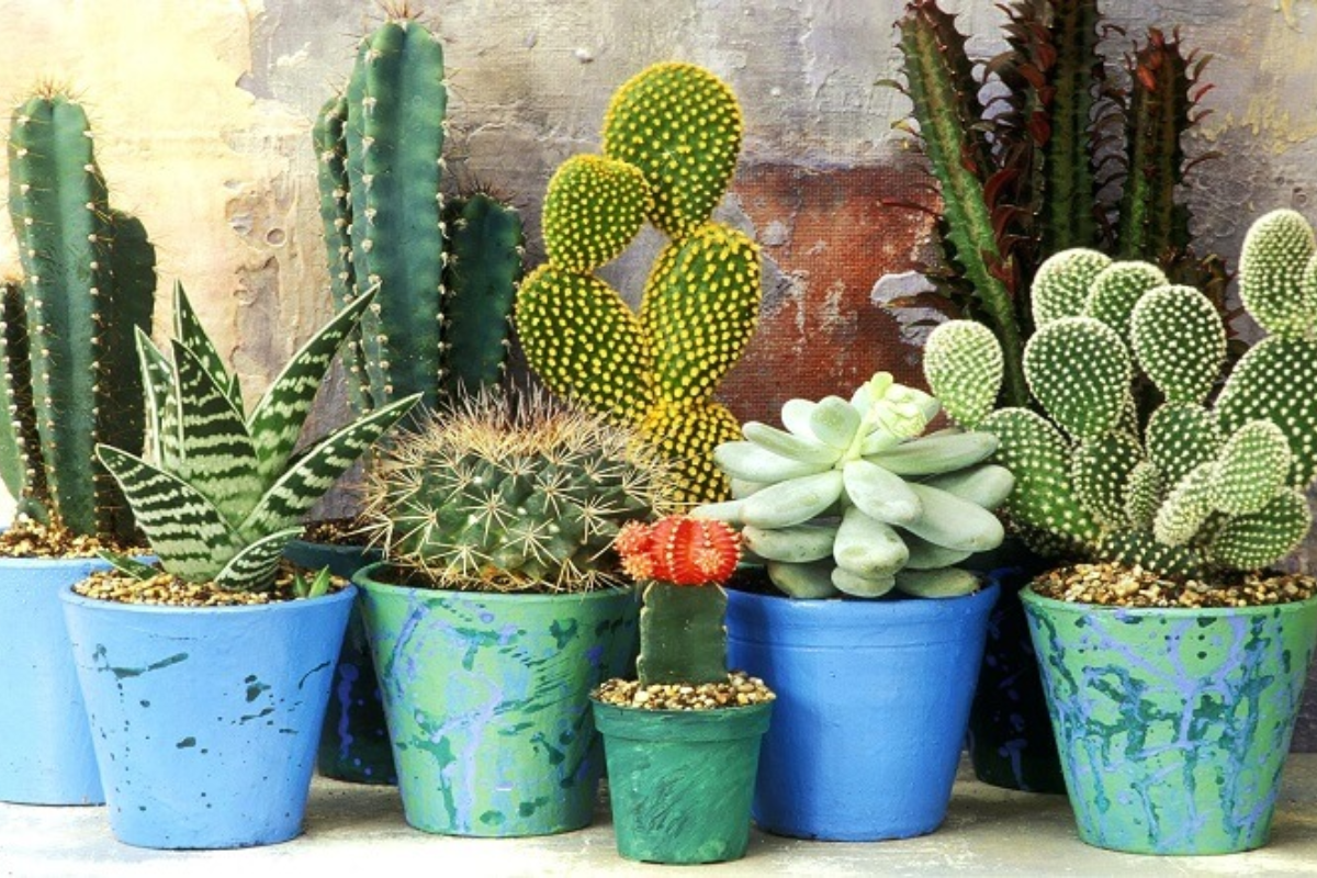 12 Cung Hoàng Đạo Hợp Với Cây Gì? Phần 1