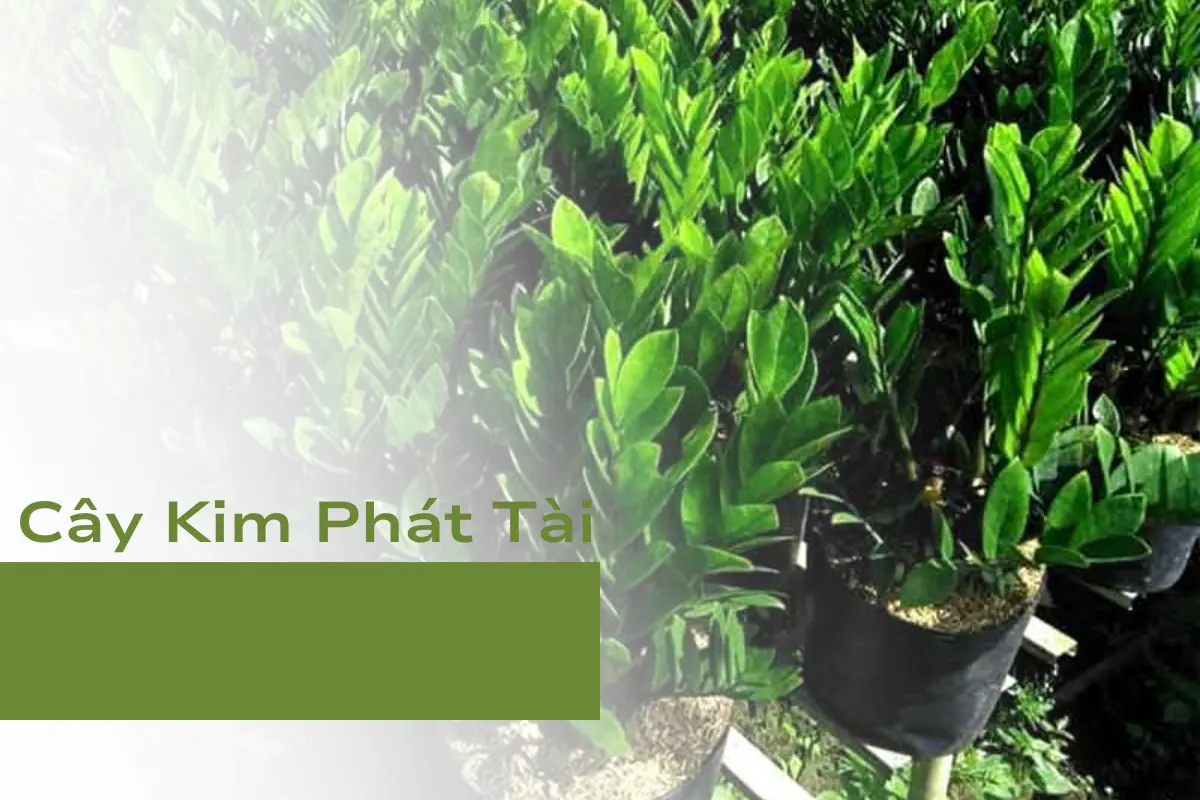Cây Kim Phát Tài