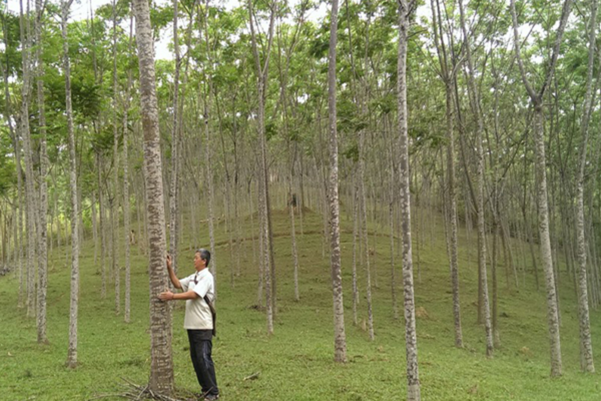 Các loại cây nguyên liệu phổ biến hiện nay