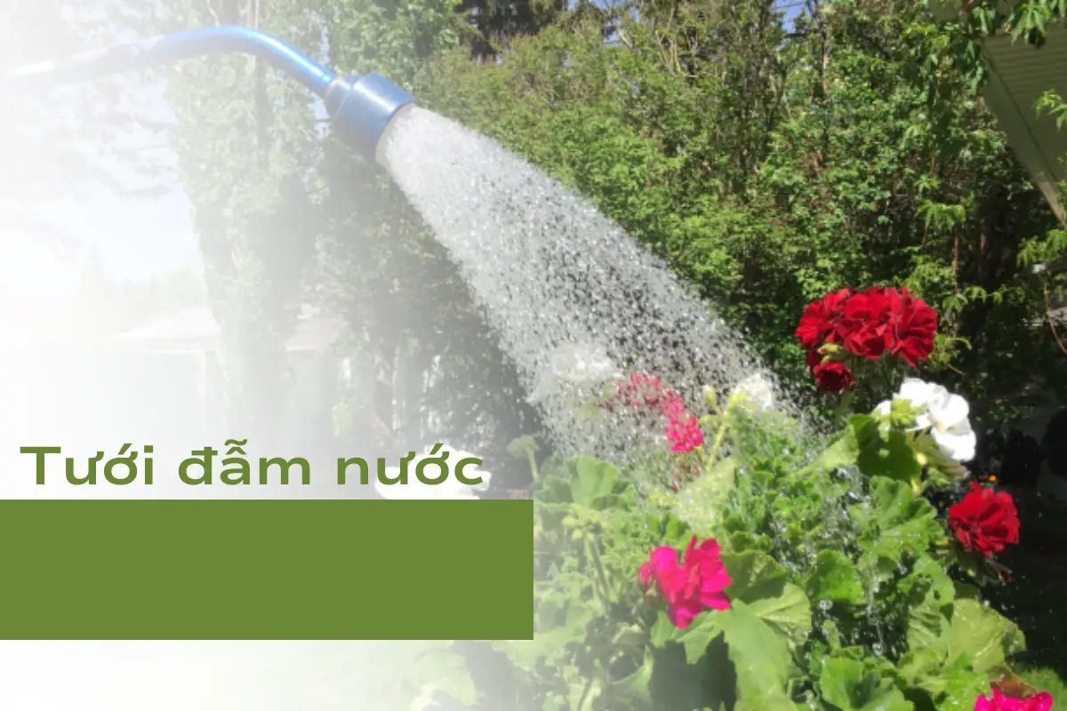 Tưới đẫm nước