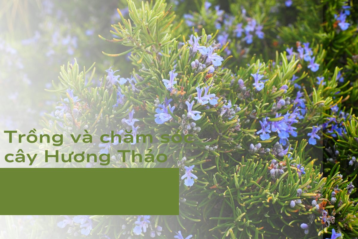 Trồng và chăm sóc cây đúng cách giảm tình trạng Hương Thảo bị chết