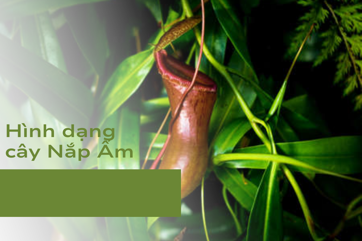 Hình dạng
