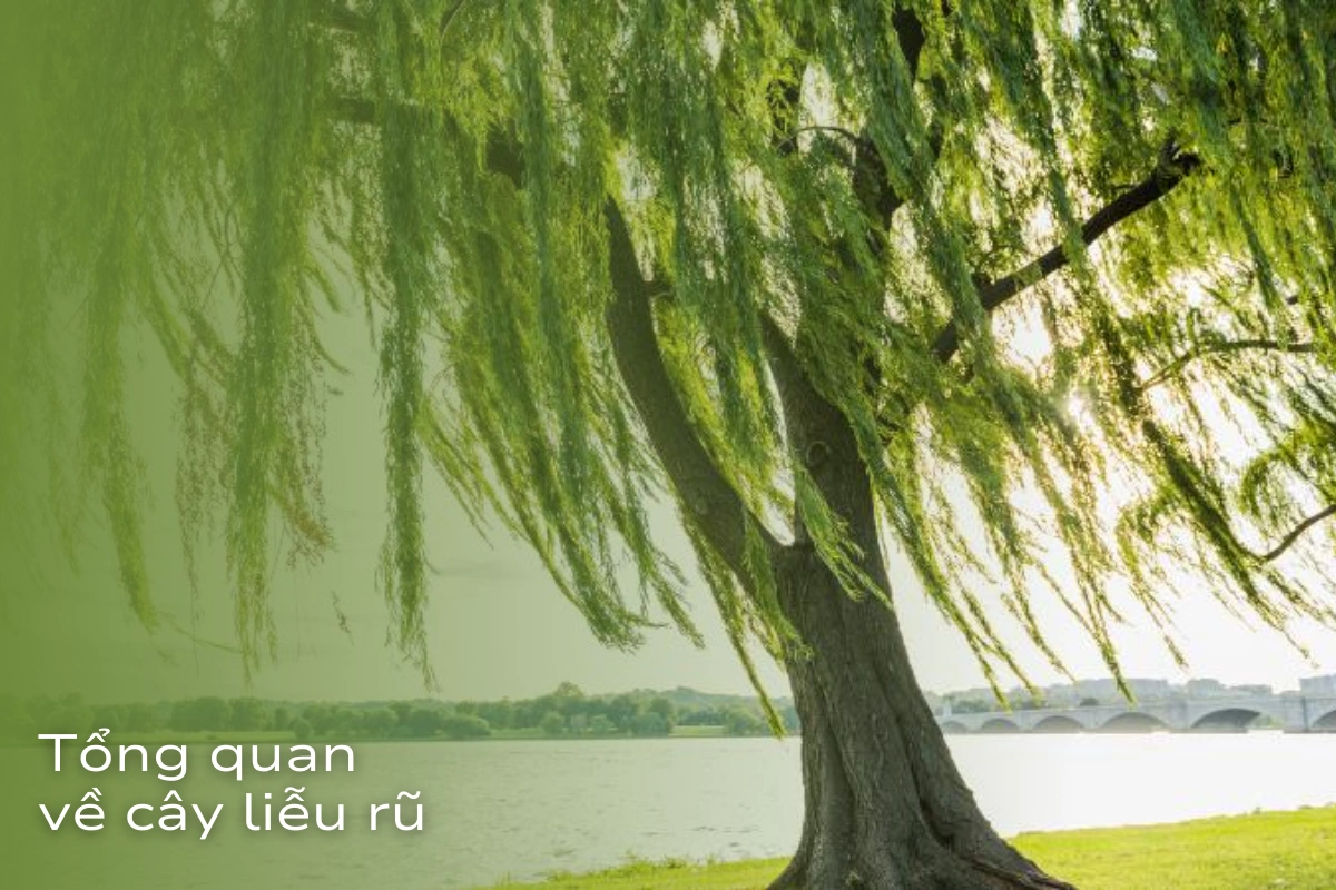 Cây liễu rũ