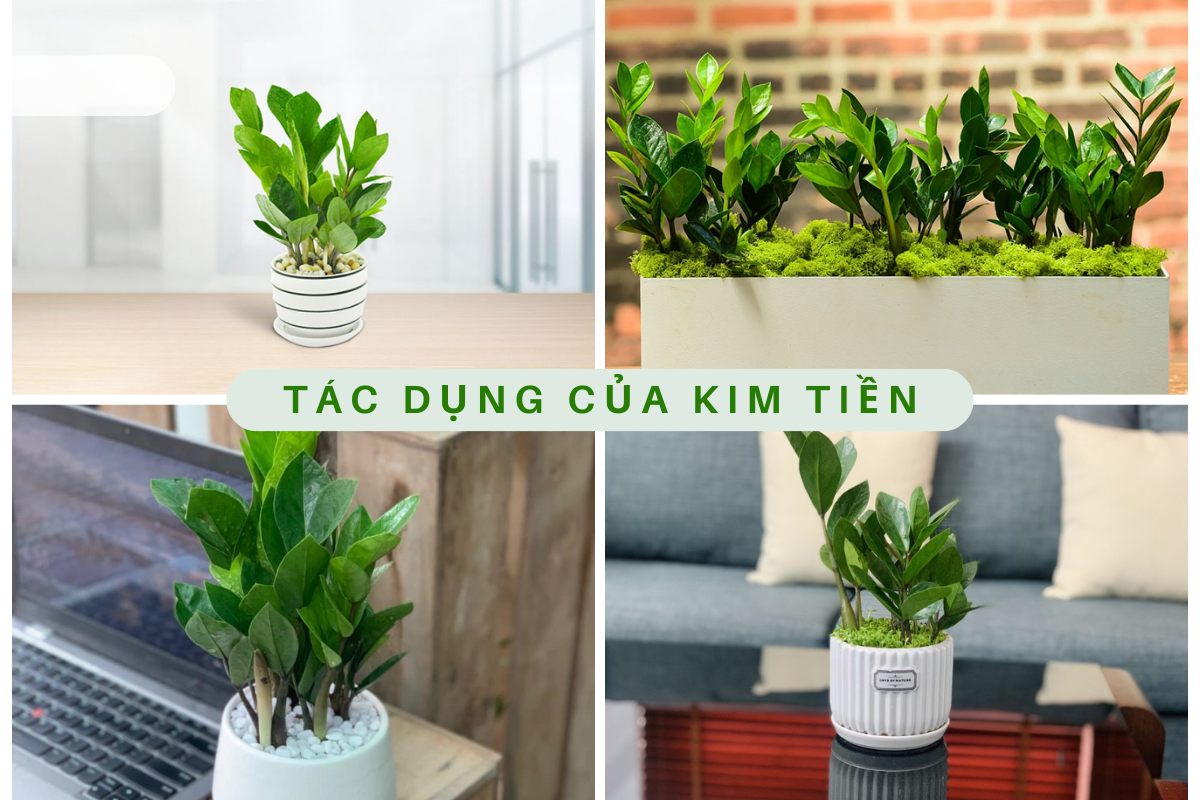 Cây Kim Tiền (Zamioculcas zamiifolia): Sự thật thú vị 2024