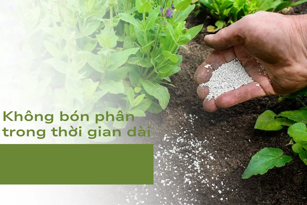 Điều cần tránh số 2: Không bón phân