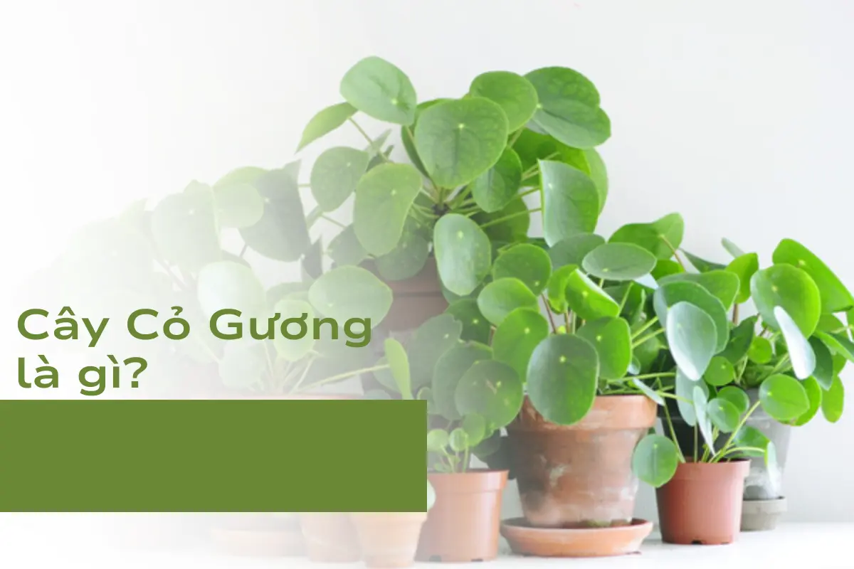 Cây Cỏ Gương là gì?