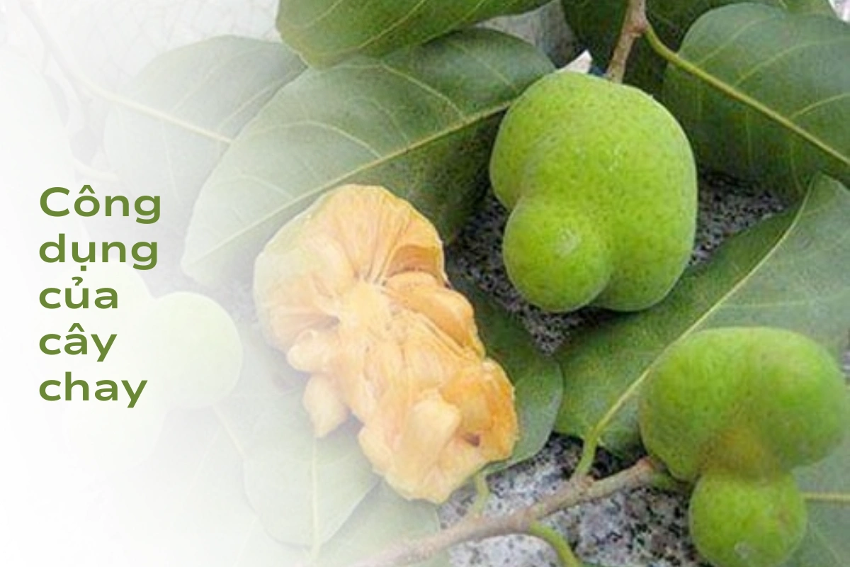 Công dụng của cây chay