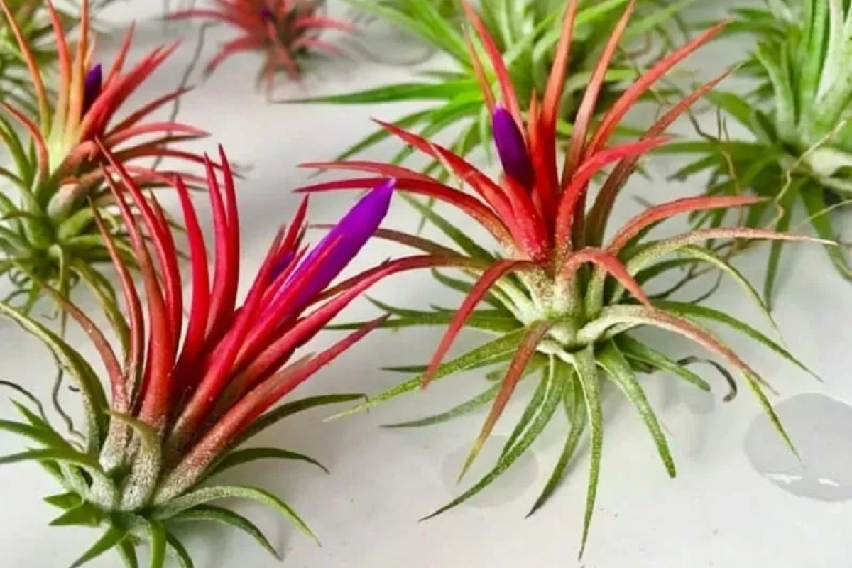 12 cung hoàng đạo hợp cây gì phần 2