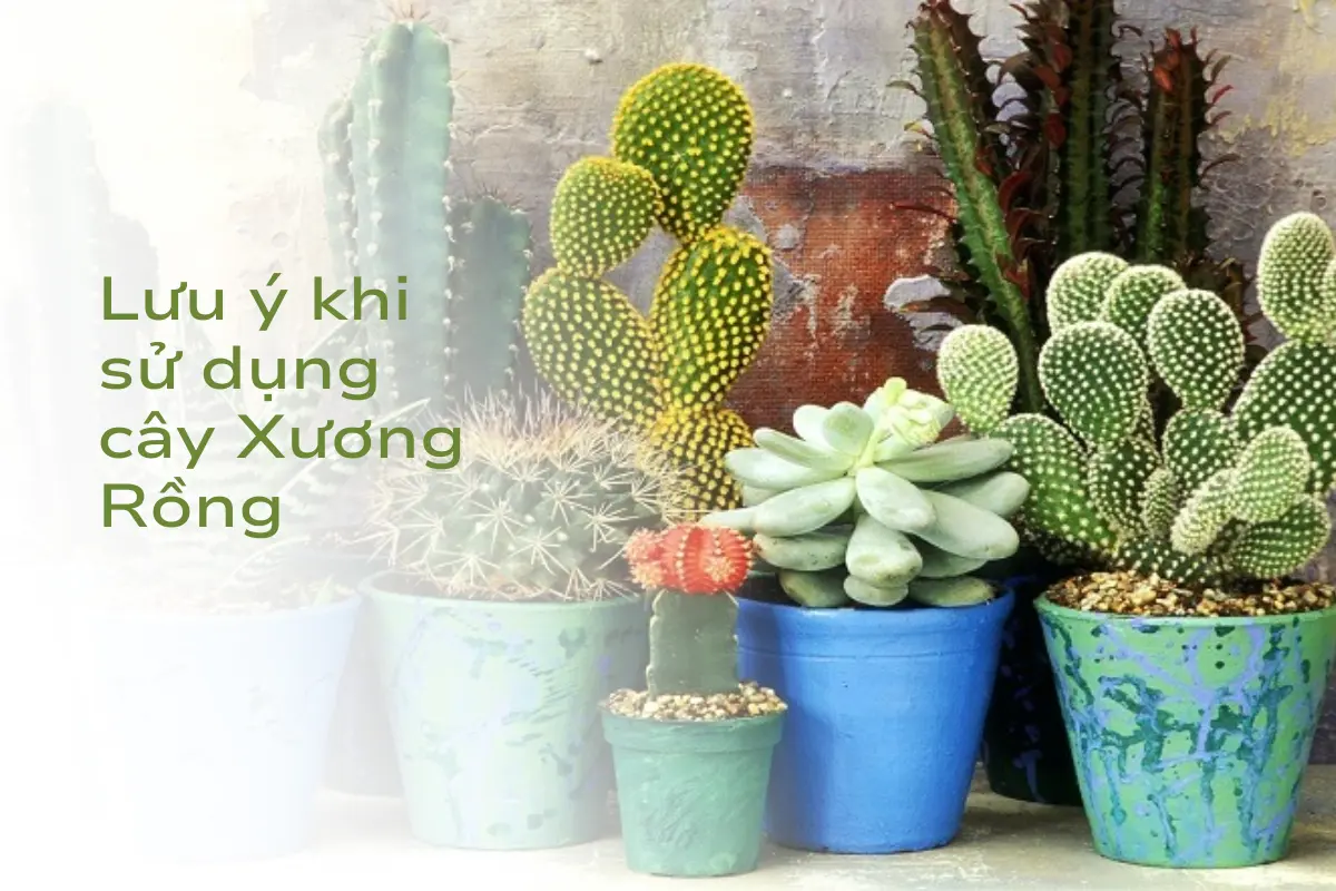 Cẩn thận khi dùng cây xương rồng