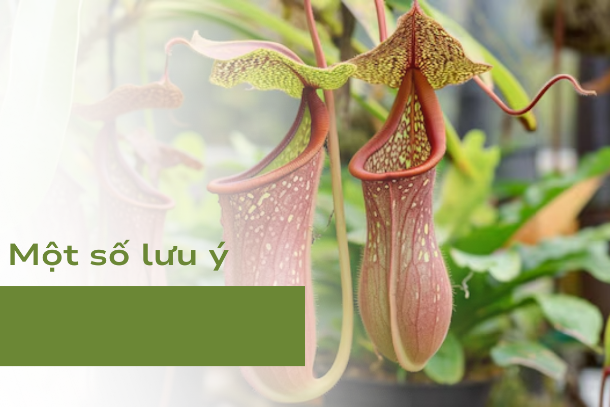 Một số lưu ý