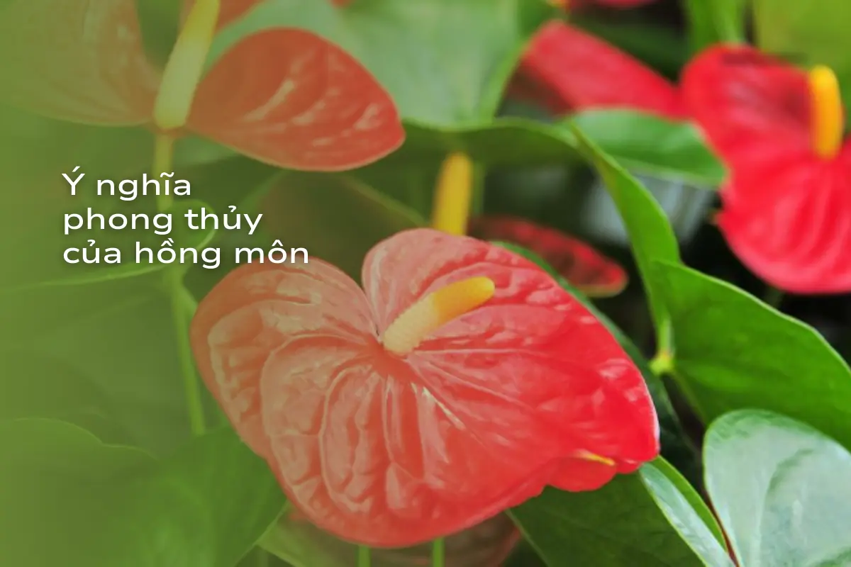 Cây hồng môn