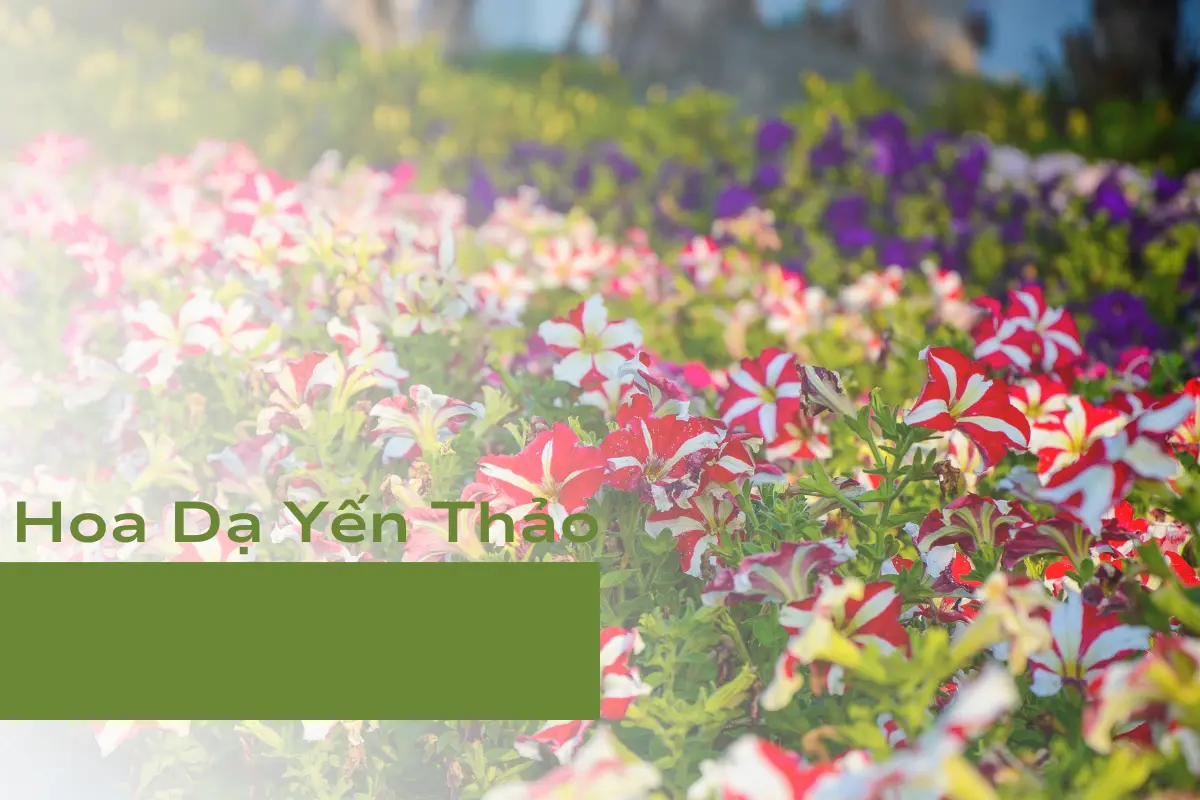 Hoa Dạ Yến Thảo