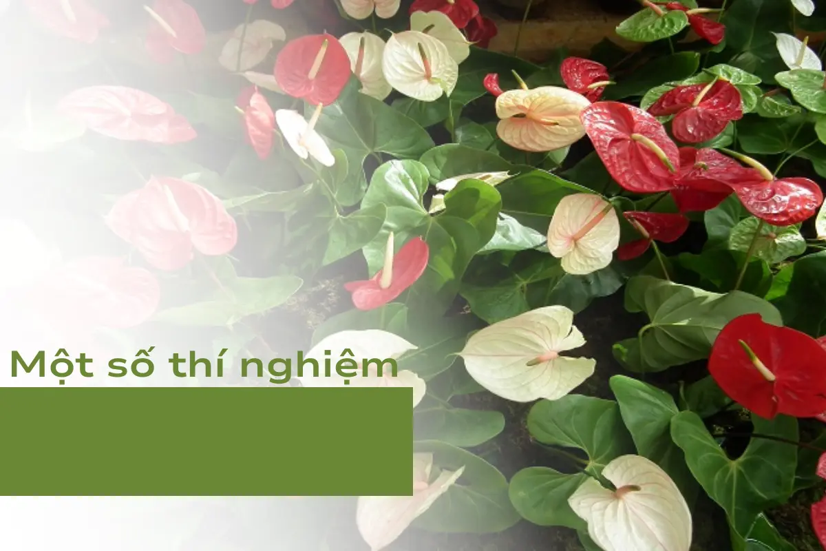 Am-nhac-anh-huong-the-nao-den-qua-trinh-phat-trien-cua-cay-canh