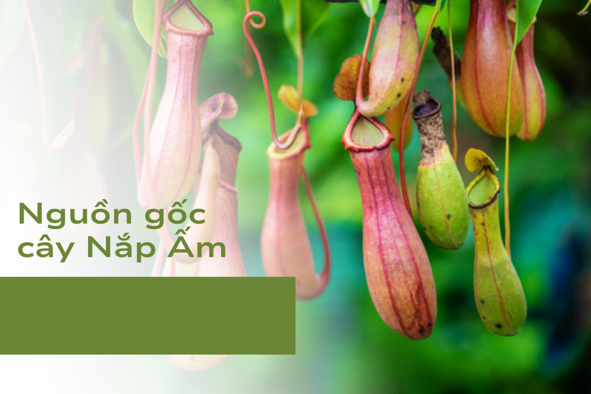 Nguồn gốc