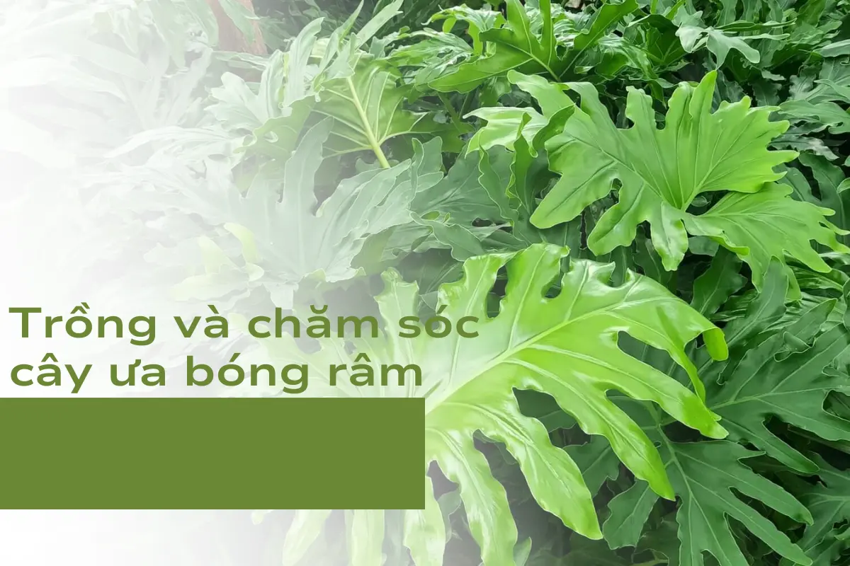 Trồng và chăm sóc cây ưa bóng râm
