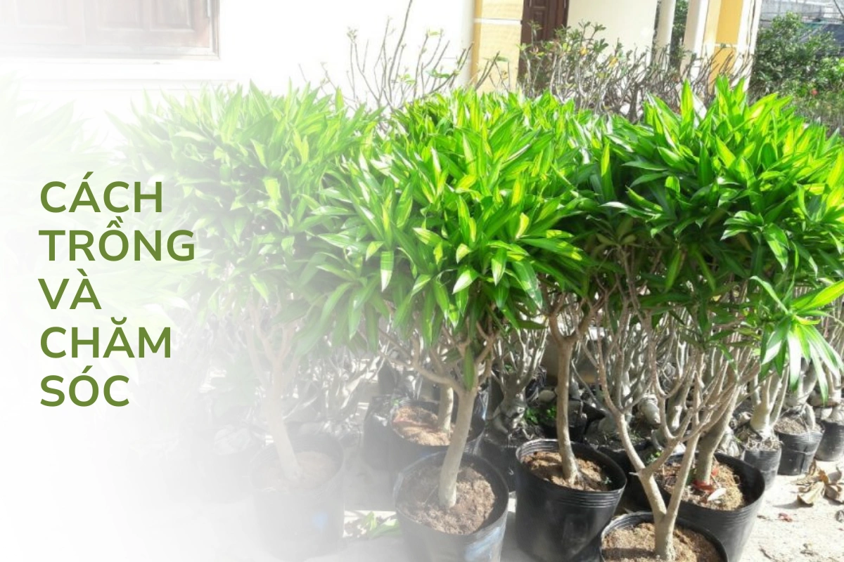 Kỹ thuật trồng cây và chăm sóc