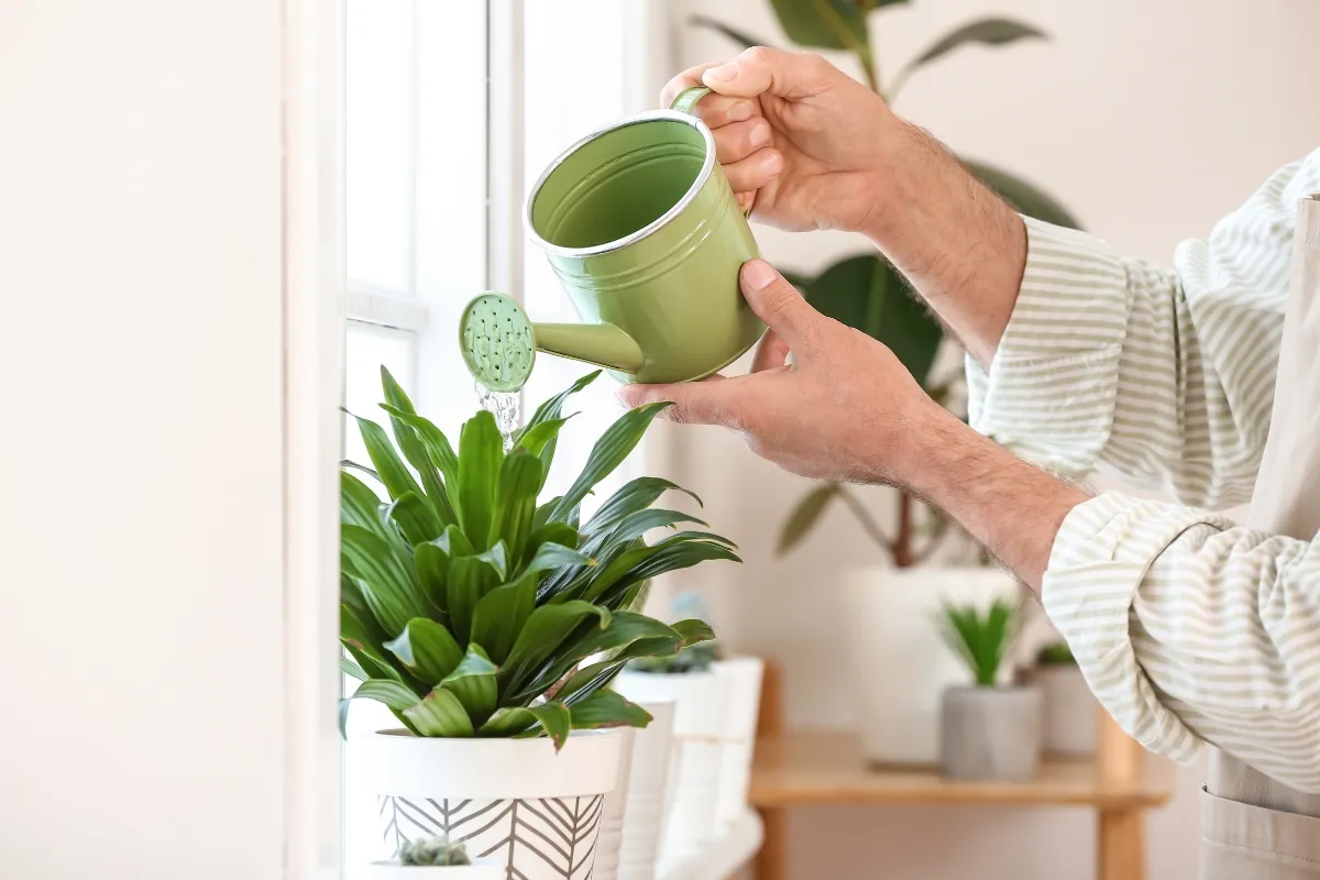 Việc tưới nước đều đặn là yếu tố vô cùng quan trọng