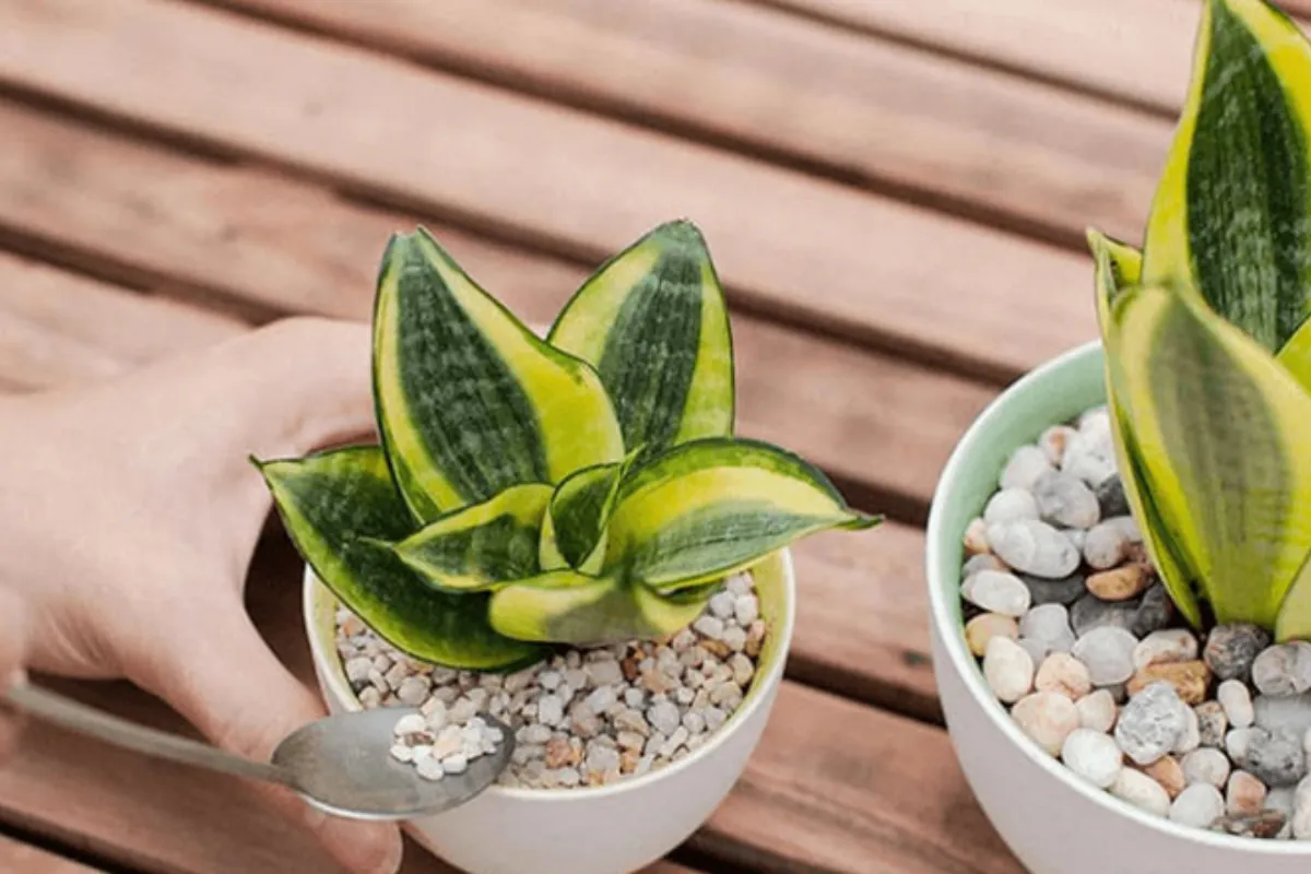 Loài cây biểu tượng cho một tình bạn kiên định