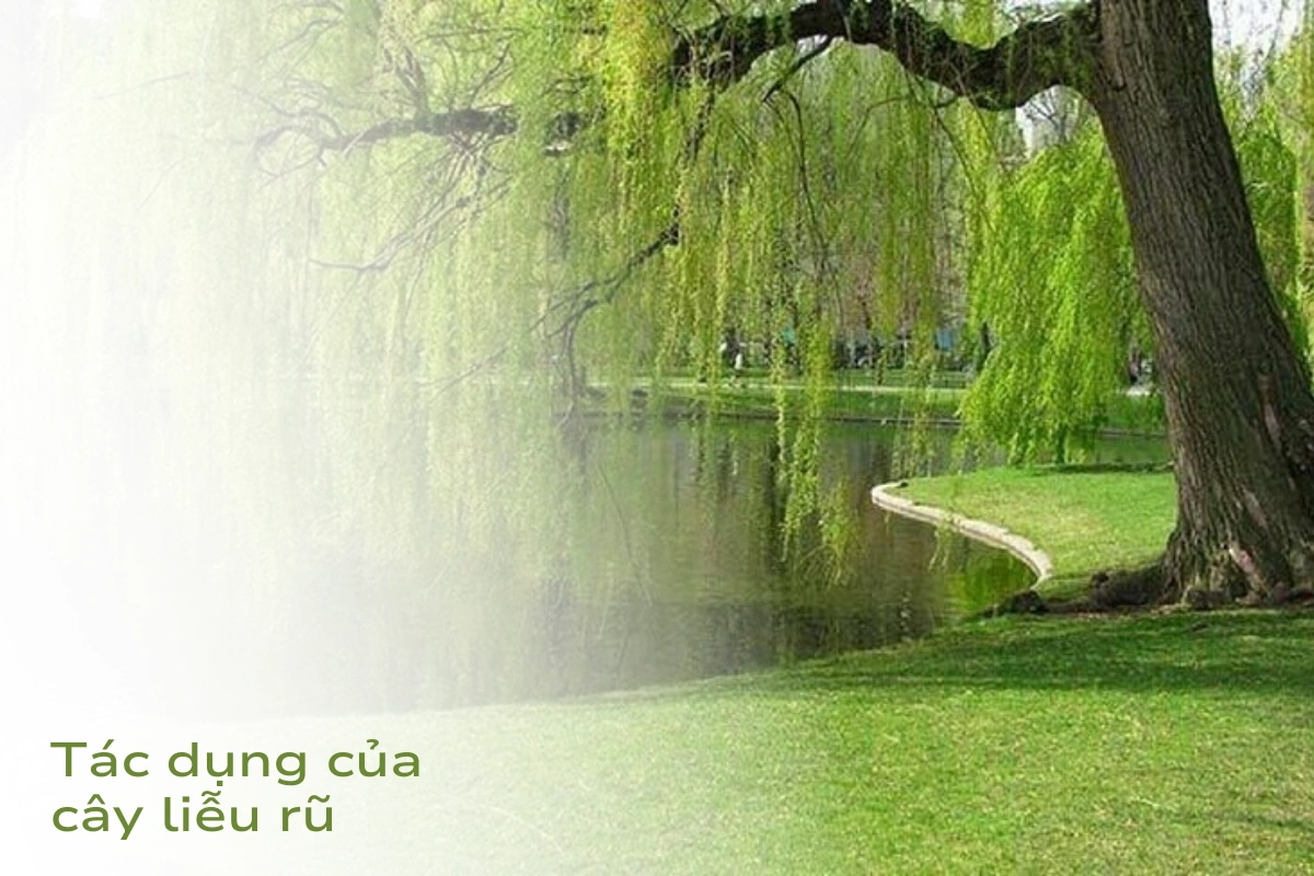 Cây liễu rũ