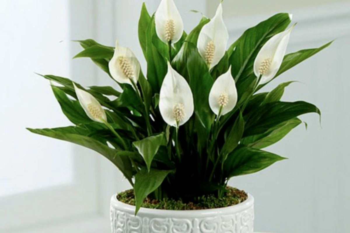 Cung Bọ Cạp