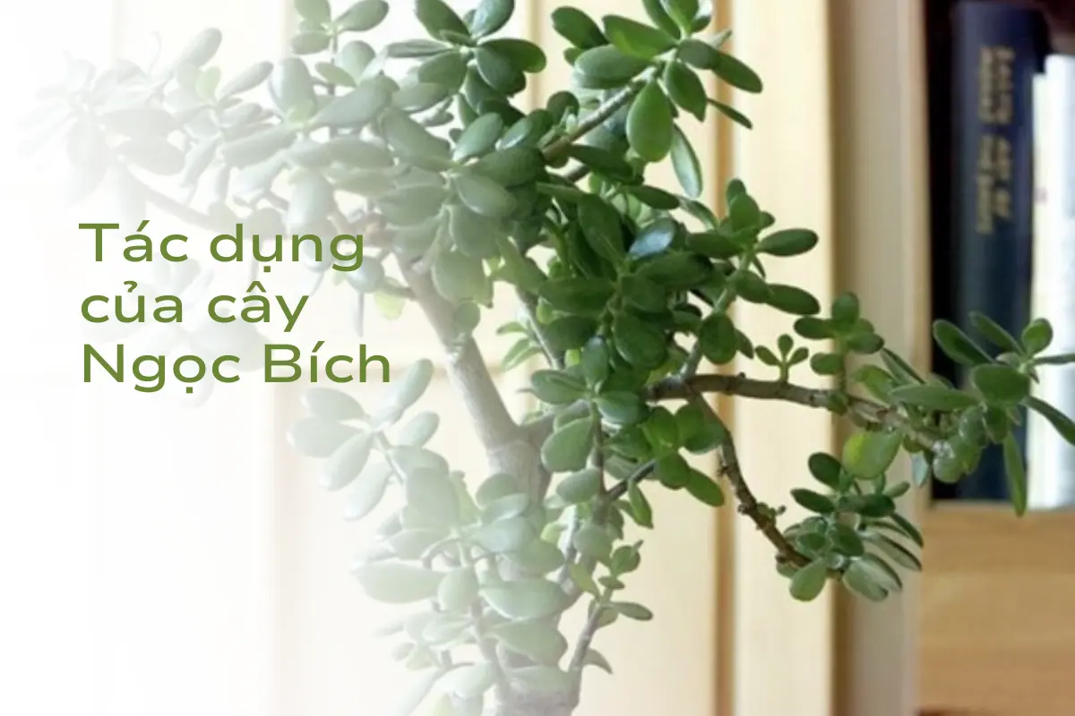 tác dụng cây ngọc bích
