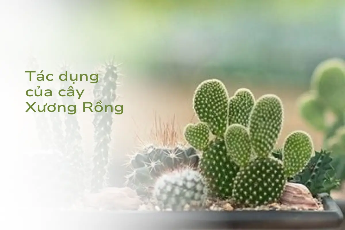 cây xương rồng