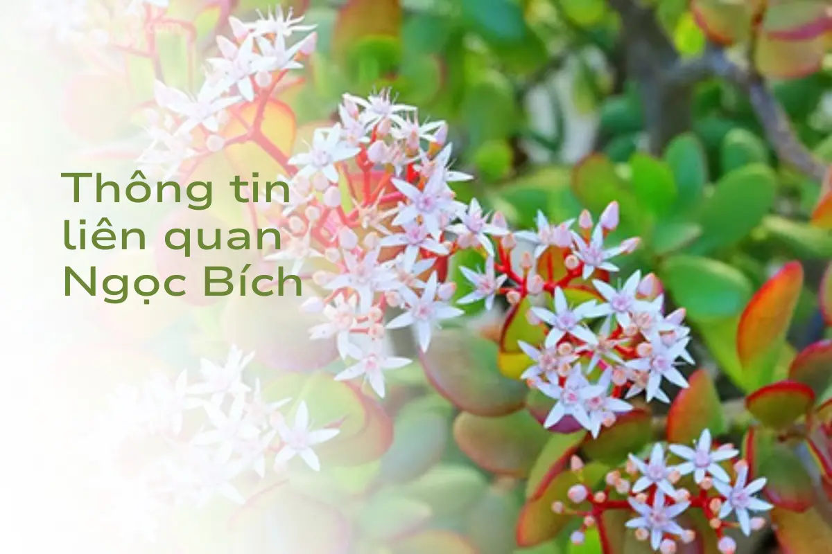 Cây ngọc bích