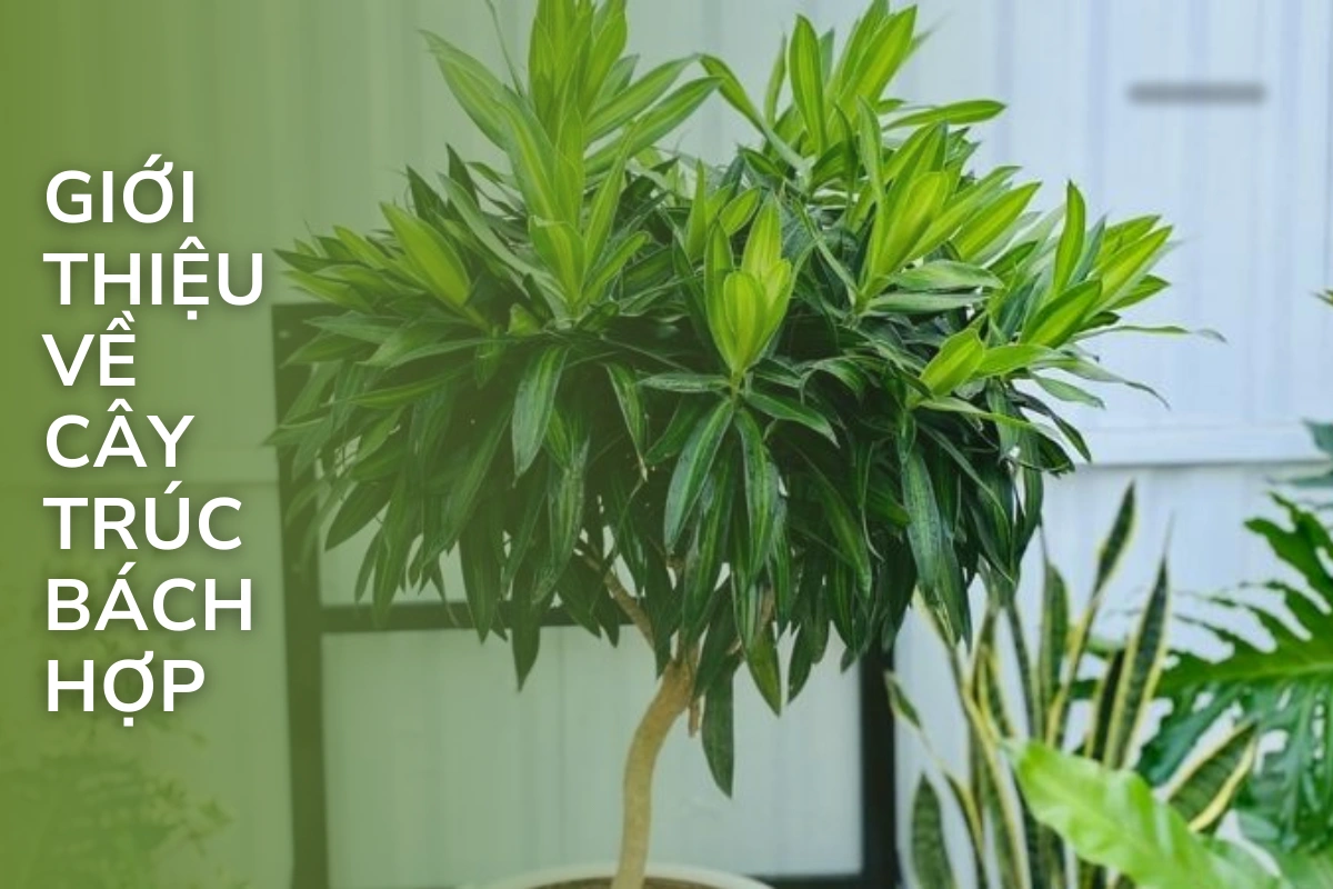 Giới thiệu về trúc bách hợp