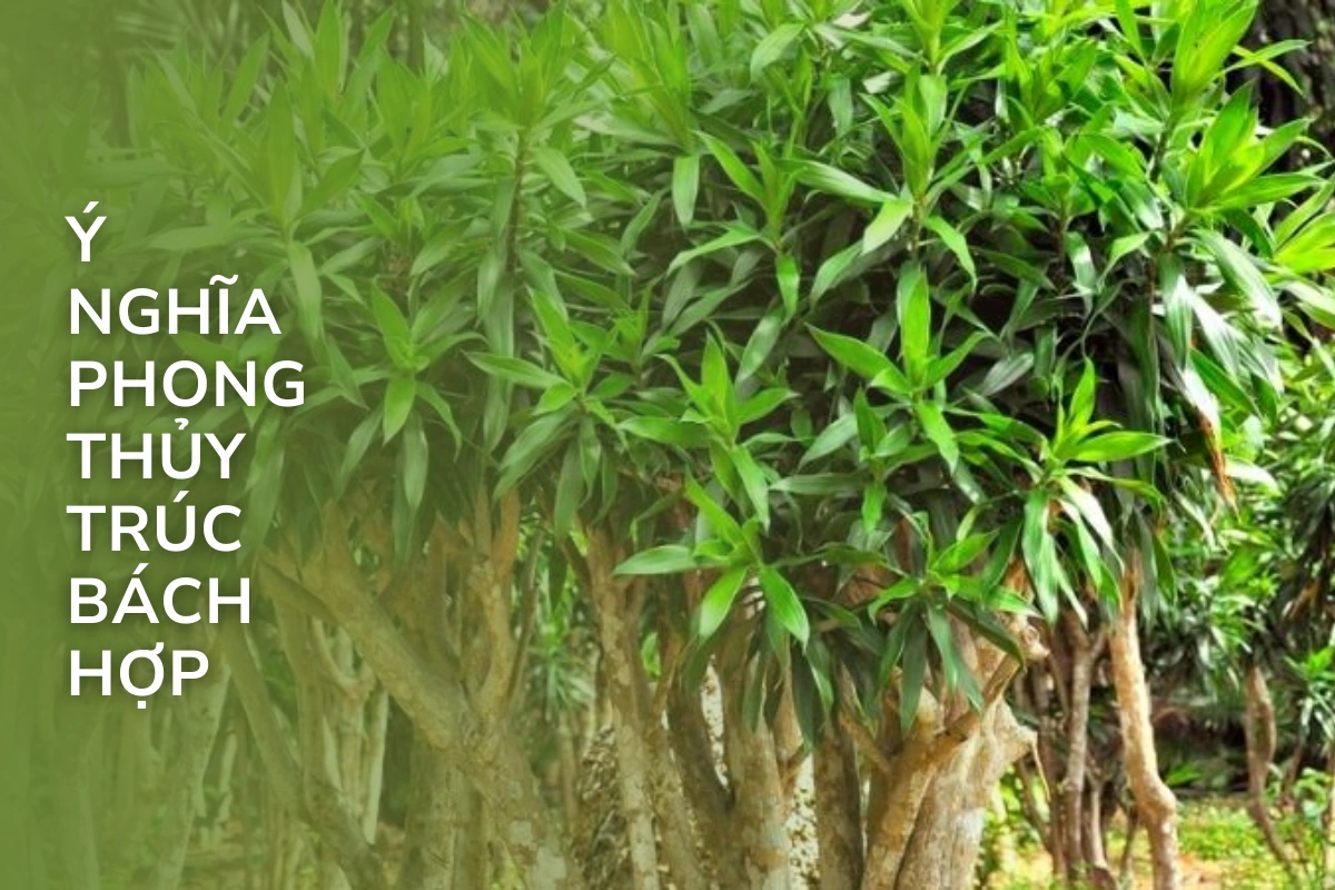 Biểu tượng may mắn, trường xuân