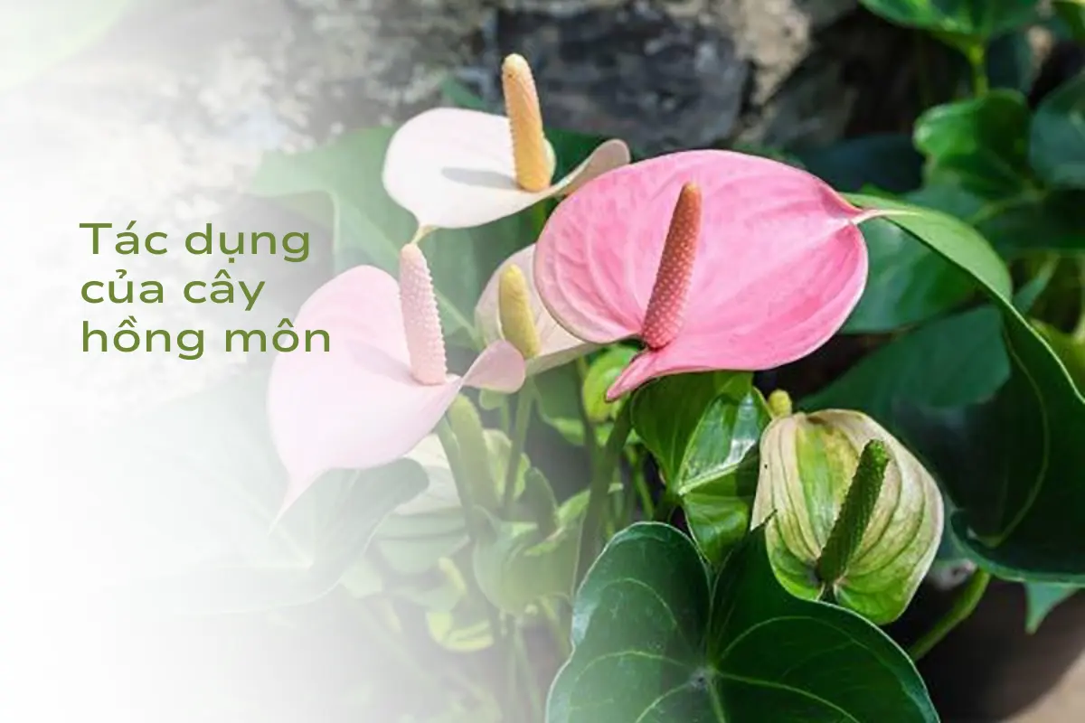 Cây Hồng Môn (Anthurium Andraeanum): Sự thật thú vị 2024