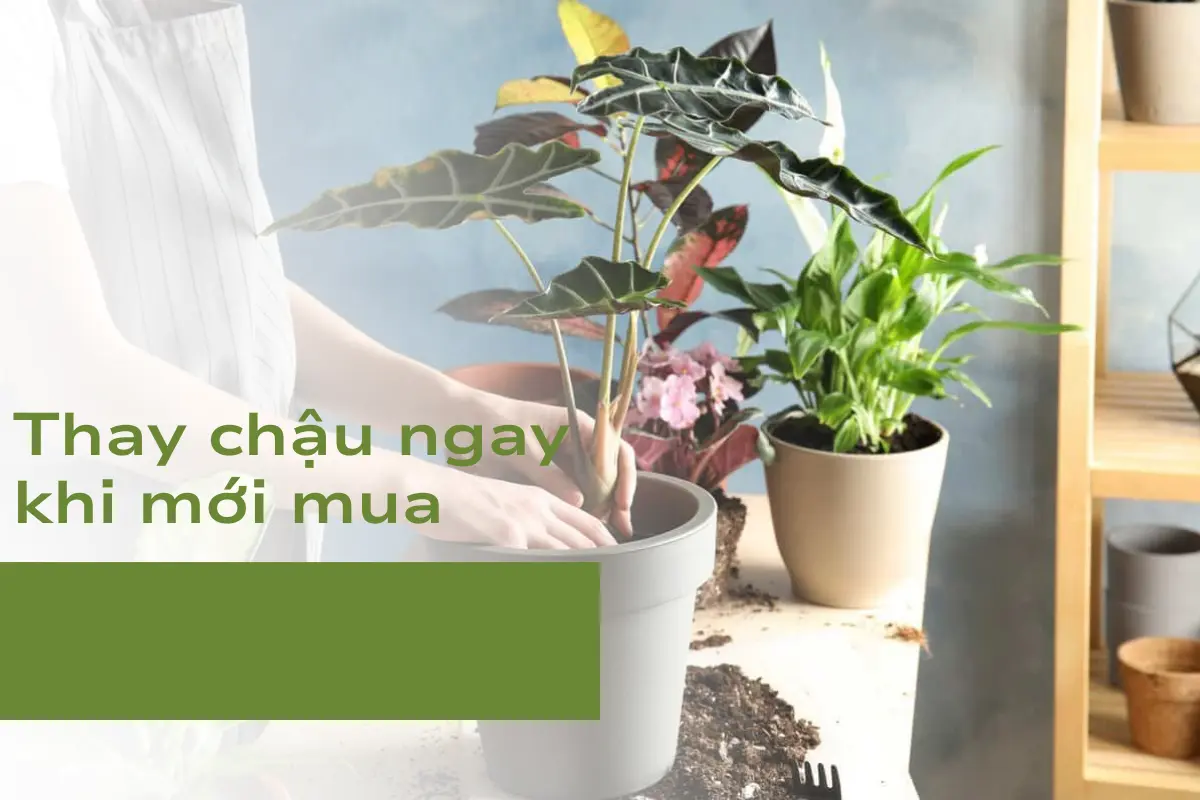 Điều cần tránh số 1: Thay chậu ngay khi mới mua