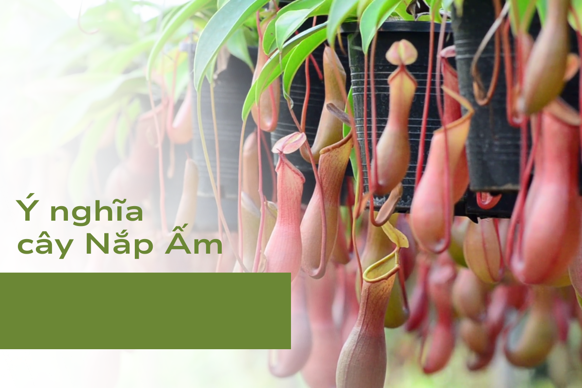 Ý nghĩa của cây Nắp Ấm