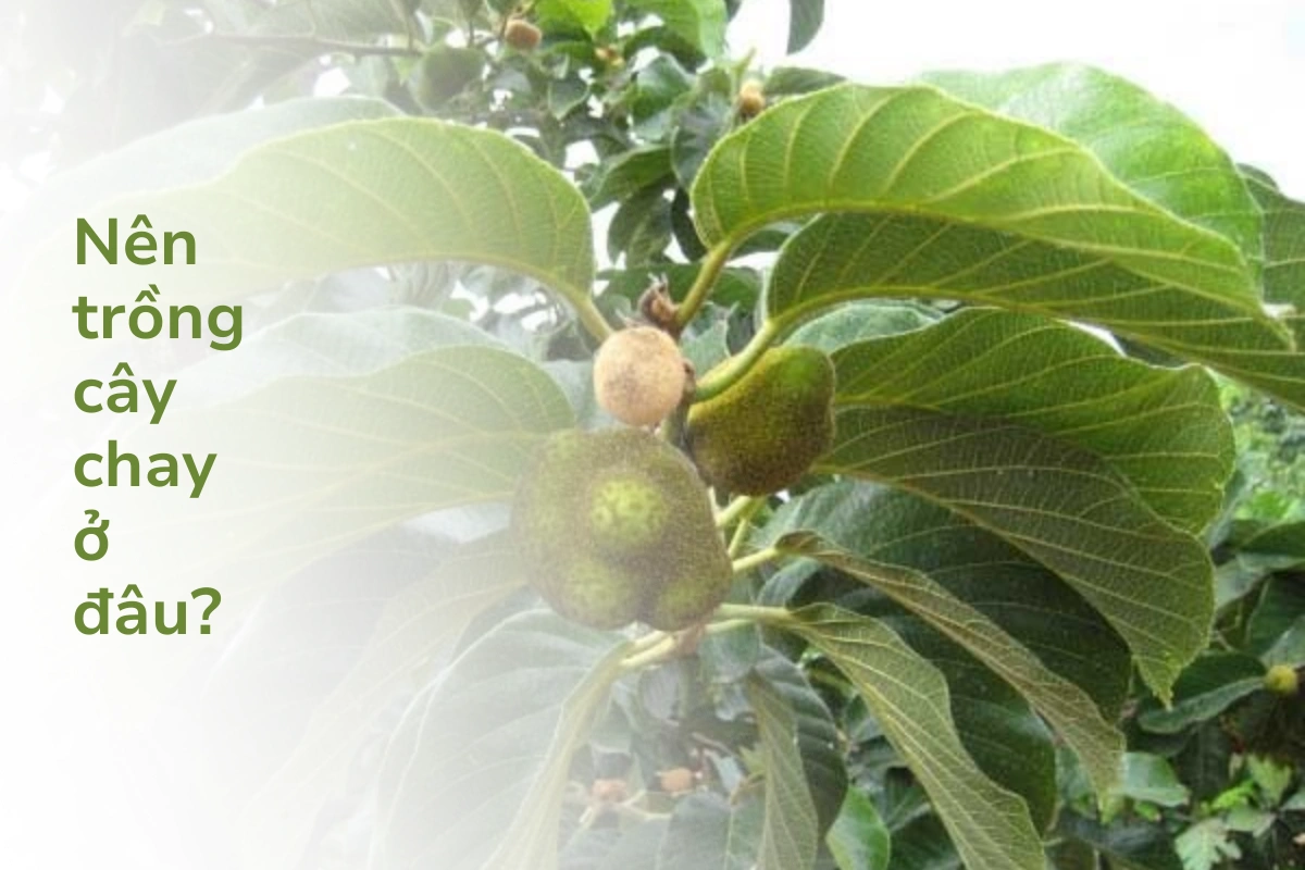 Trồng cây chay ở đâu