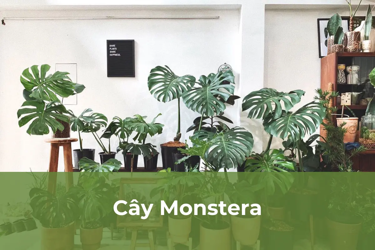 Cây cảnh thanh lọc không khí số 5: Cây Monstera
