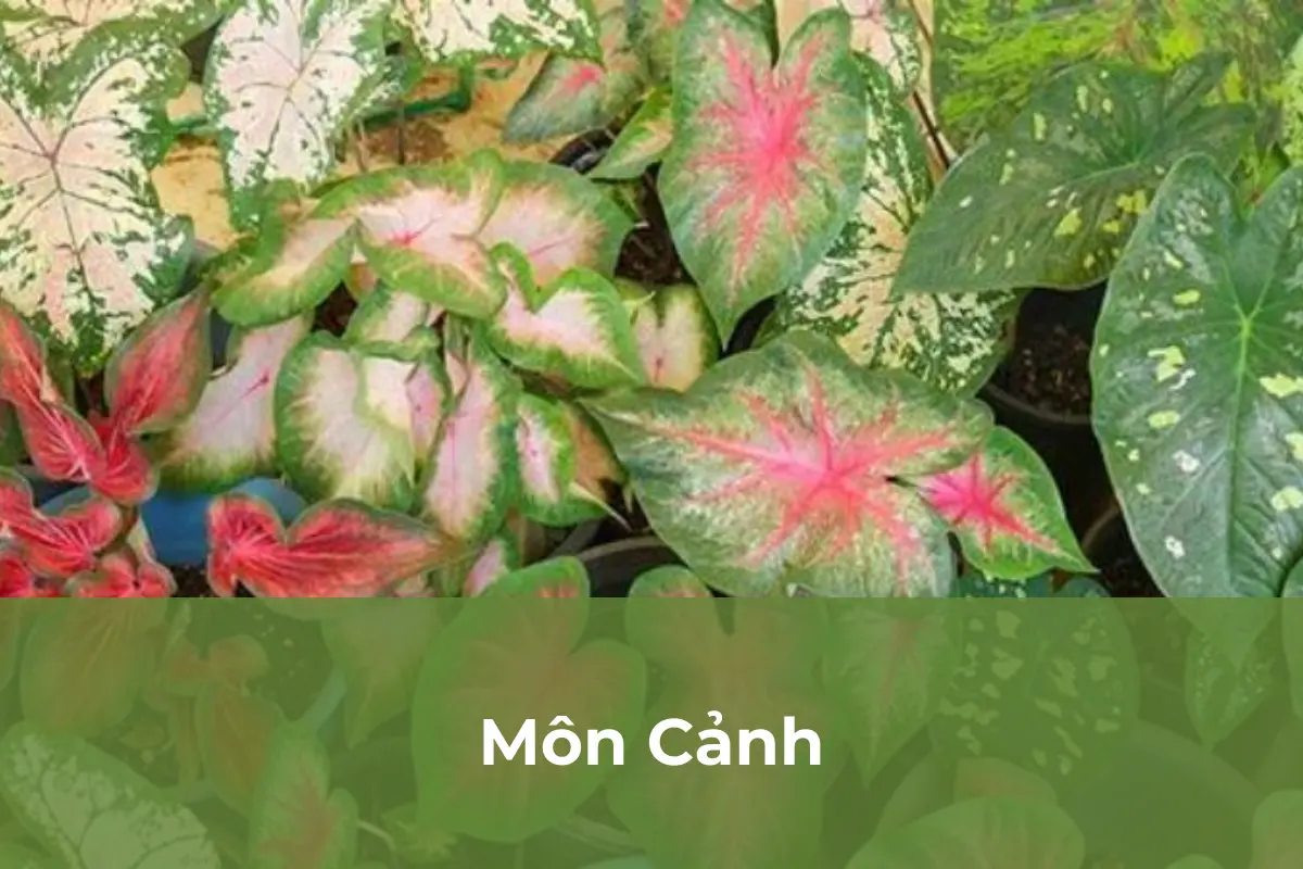 Môn Cảnh chứa nhiều chất độc nguy hiểm