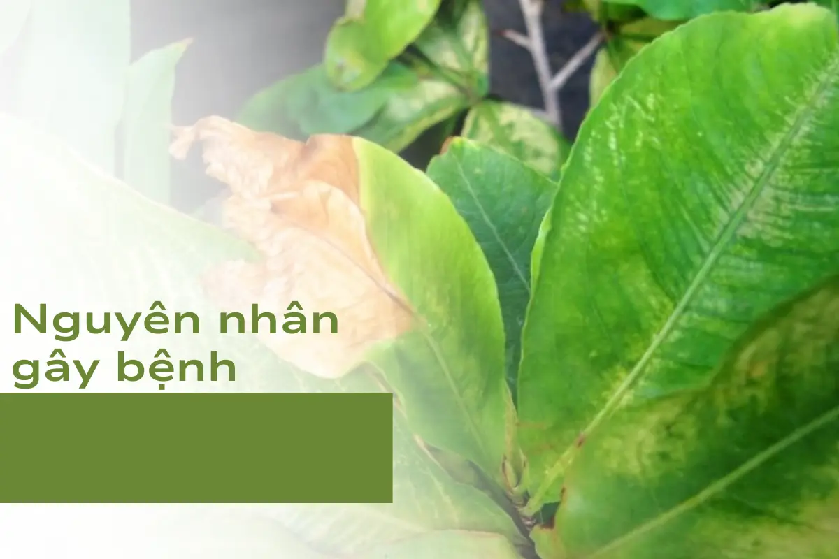 Nguyên nhân gây bệnh