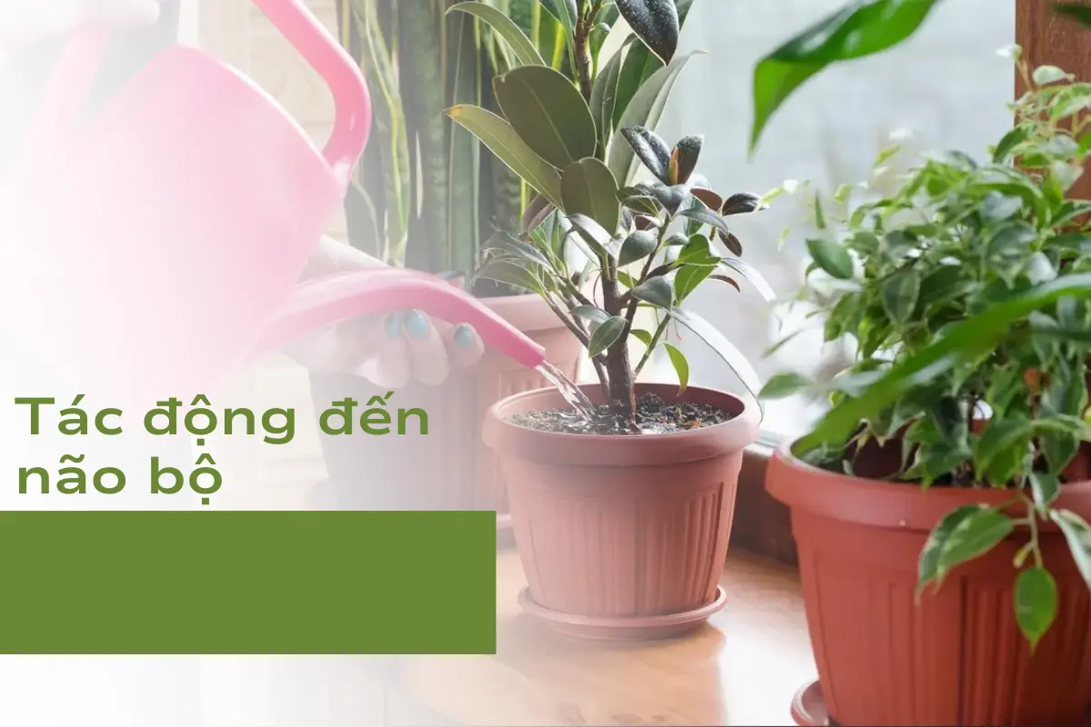 Cải thiện tâm trạng từ việc tác động đến não bộ