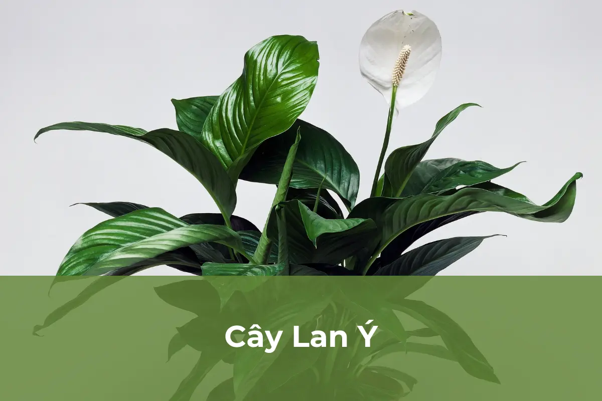 Cây Lan Ý - Cây ngăn nấm mốc số 1