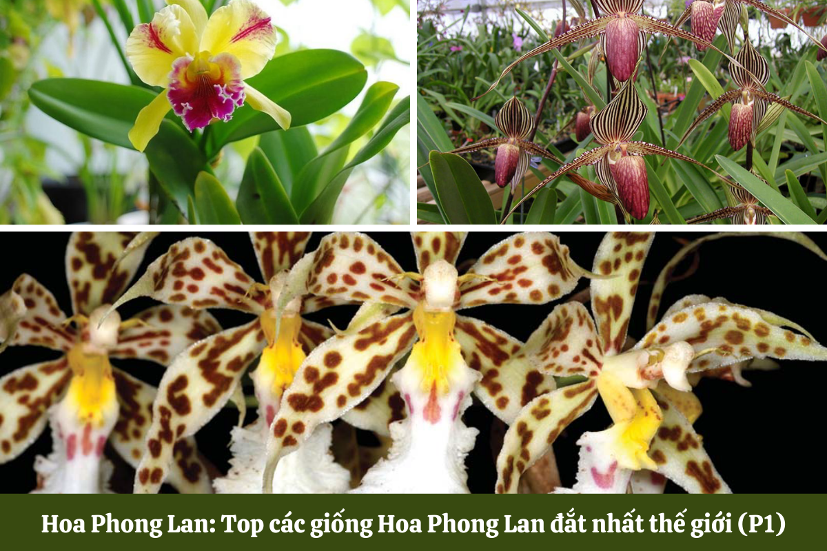 Hoa Phong Lan đắt nhất thế giới