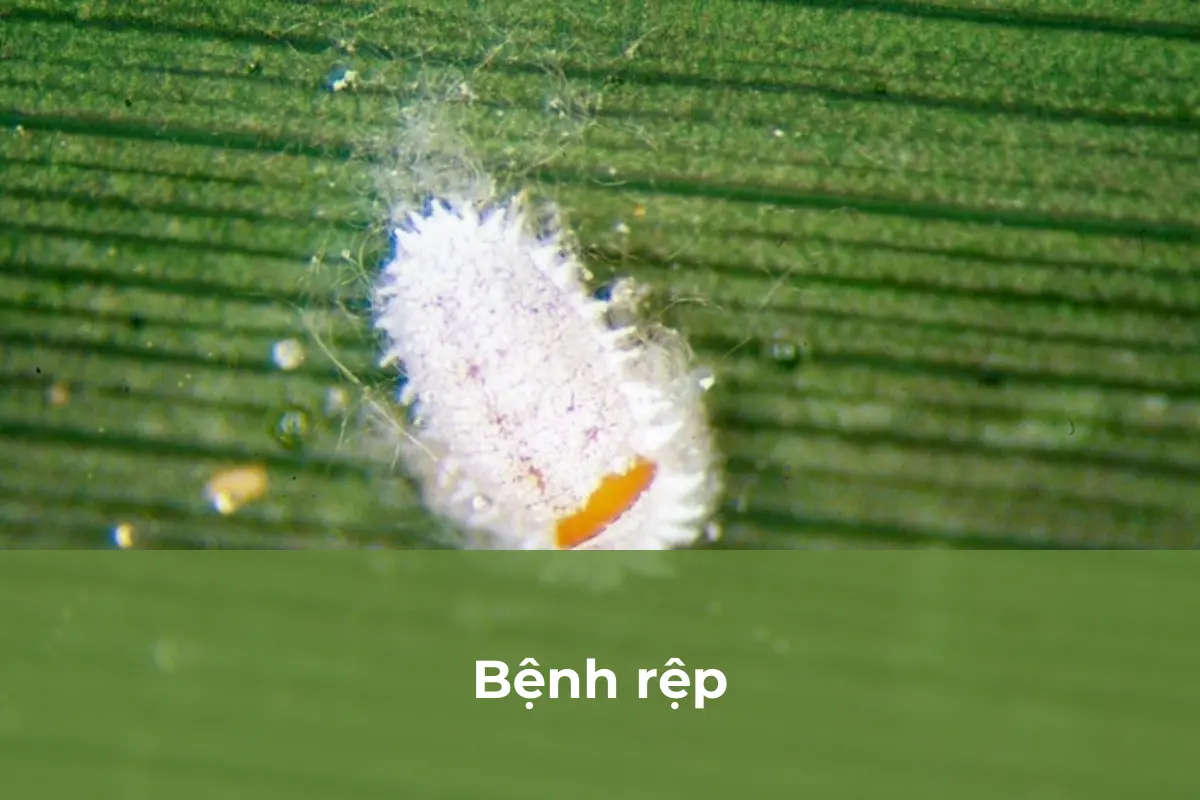 Rệp - Bệnh thường gặp số 2