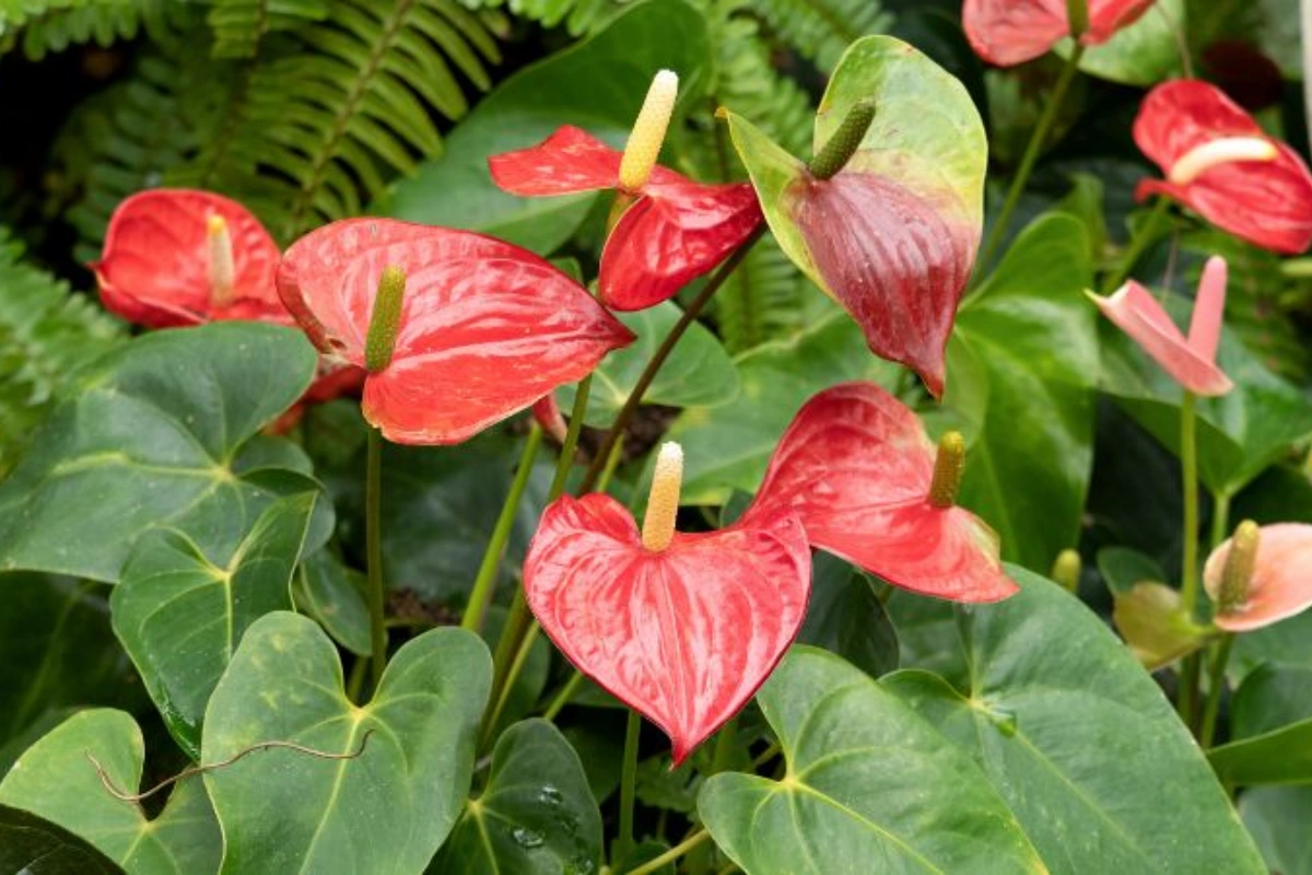 Cây hồng môn