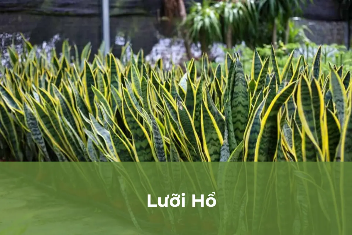 Lưỡi Hổ - Cây cảnh hấp thụ bức xạ điện từ số 3