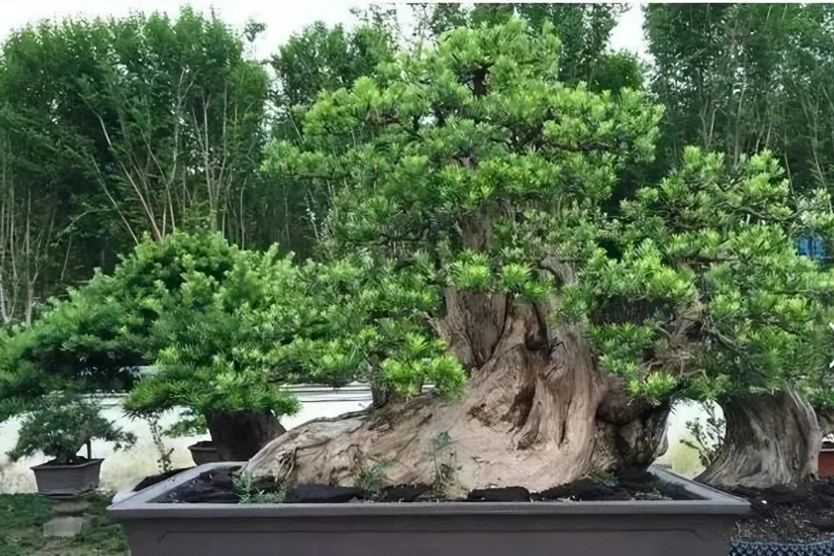 Từ xa xưa đến nay, cây cảnh tùng La Hán thường được các gia đình giàu có yêu thích.
