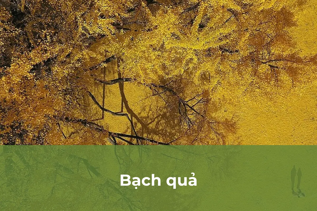Bạch quả - Cây cảnh lá màu phù hợp trồng vào mùa thu