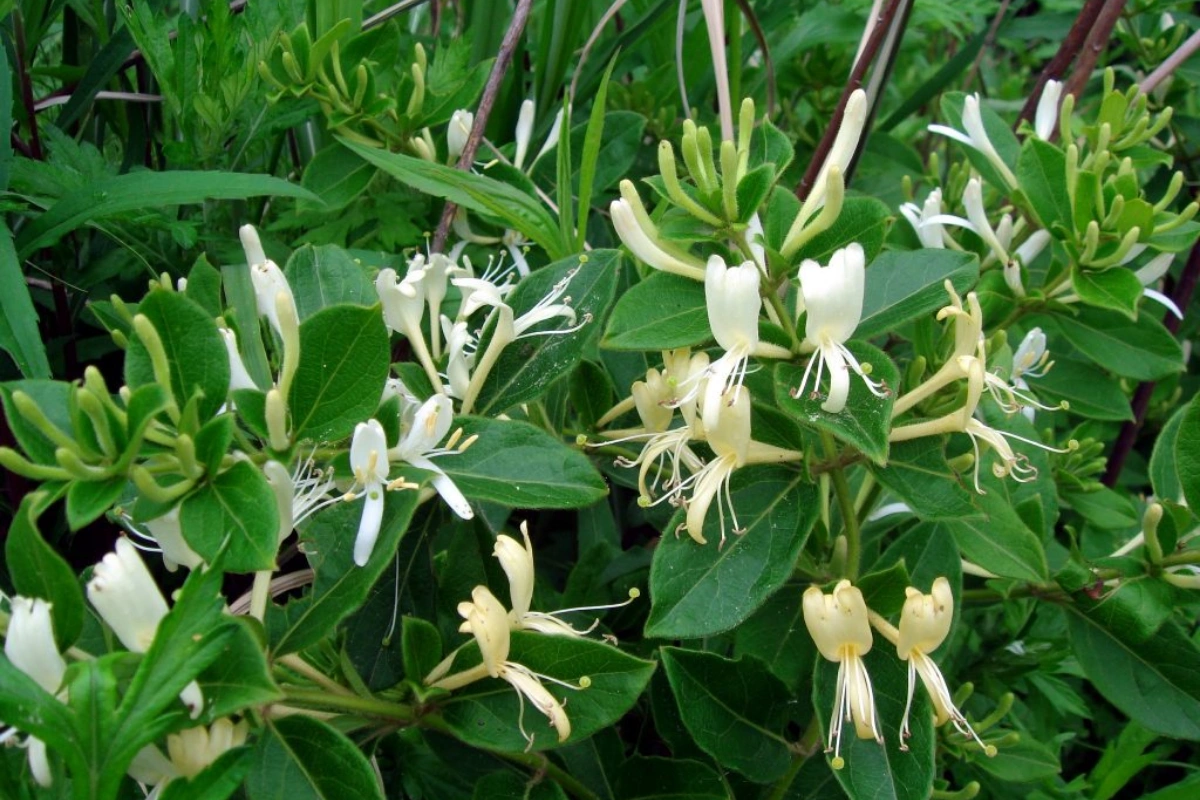 Cây phát tài