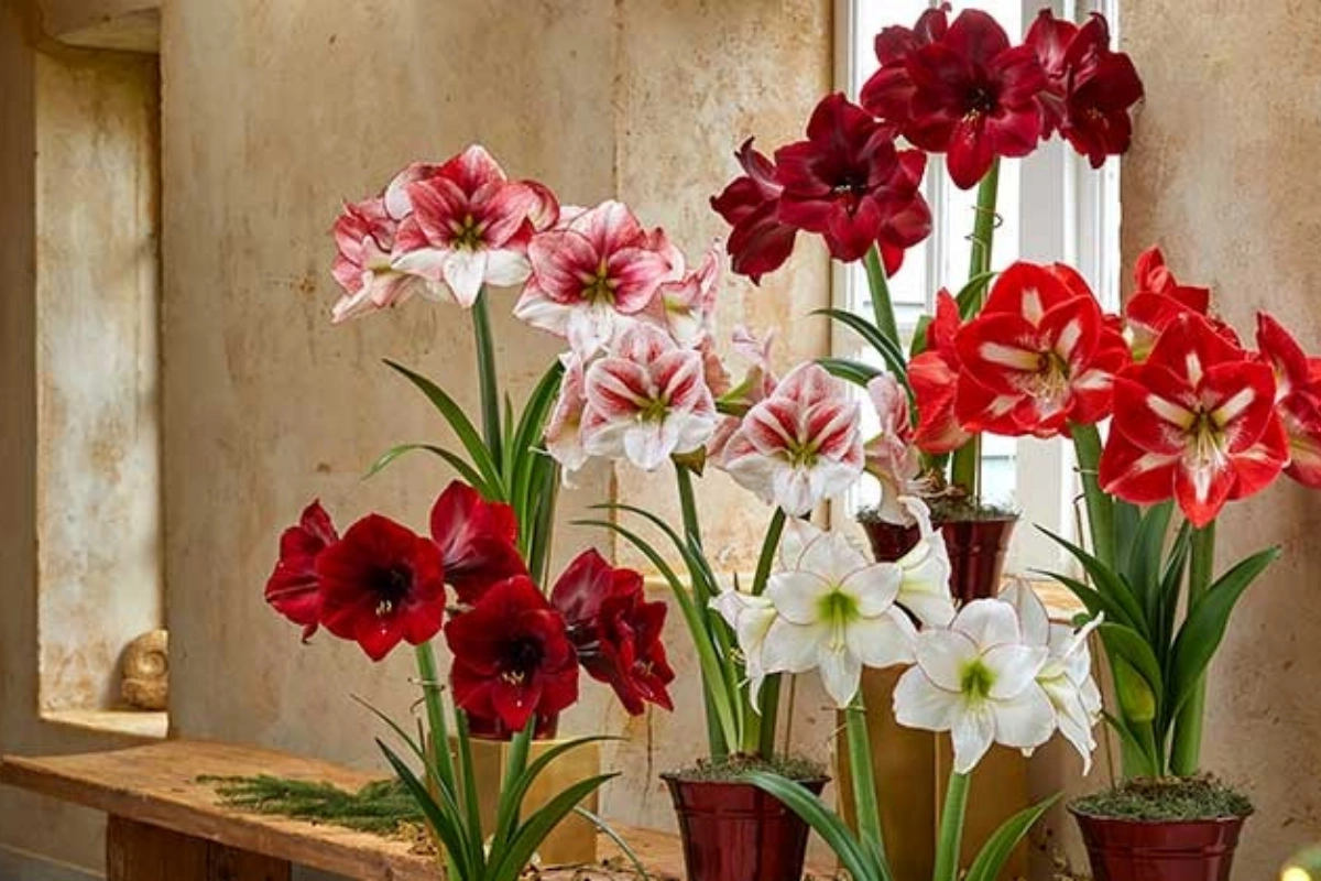 Cây lan huệ có nguồn gốc từ các quốc gia Nam và Trung Mỹ