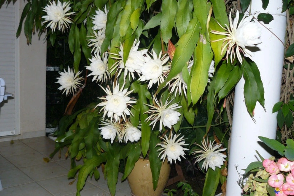 Đặc điểm "sống đêm" của loài hoa này lại không được người xưa đánh giá cao.