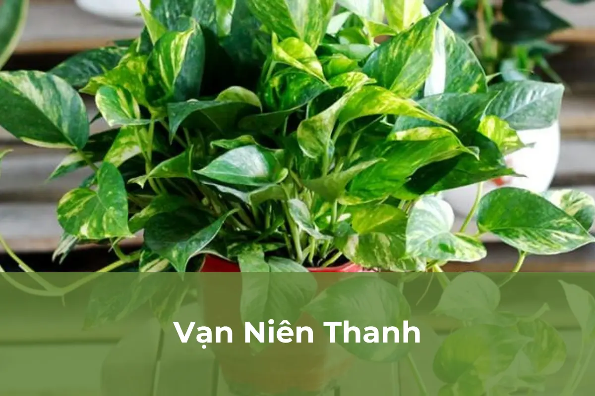 Vạn Niên Thanh gây đau rát miệng