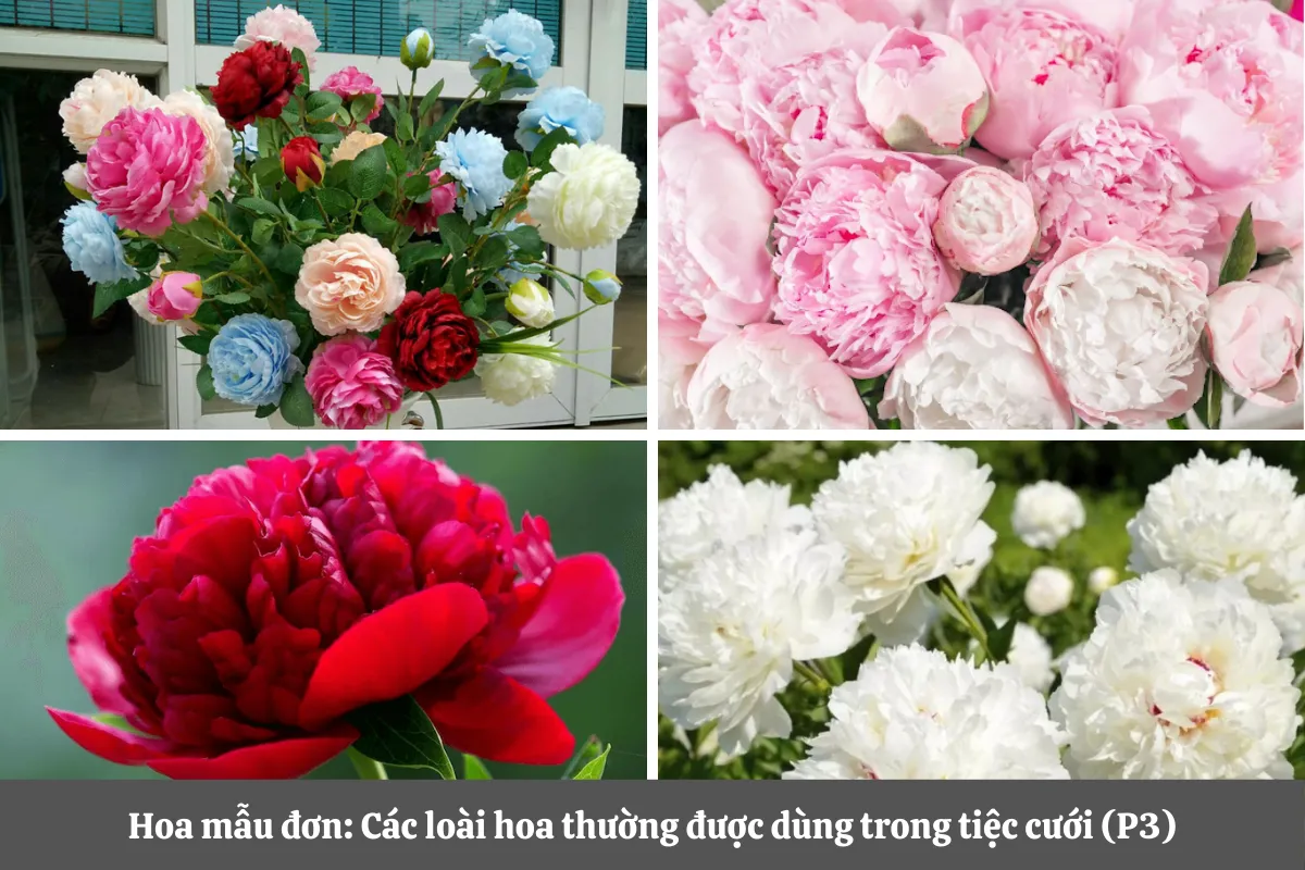 Hoa Mẫu Đơn: Các Loài Hoa Thường Được Dùng Trong Tiệc Cưới (P4)